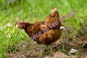 Photographs of Chicken