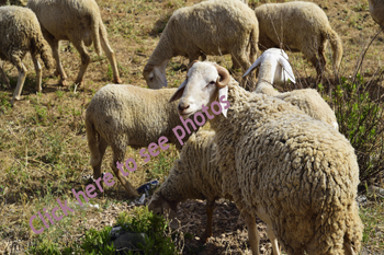 Click here to view more photographs of sheep