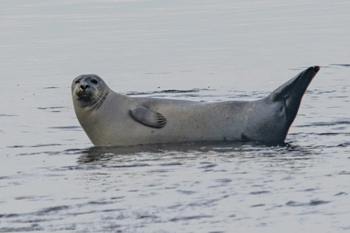 Aquatic Animals