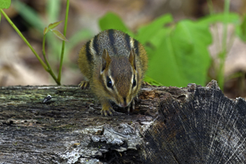 Cute Little Mammals