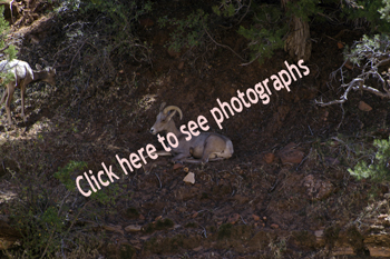 Click here to see photographs of Bighorn Sheep