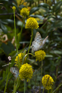 Butterfly on Yellow Flowers, Merritt Island, Florida, 2019