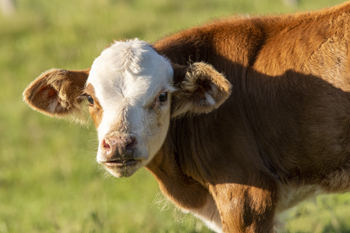 Livestock