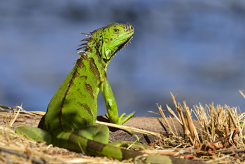 Reptiles