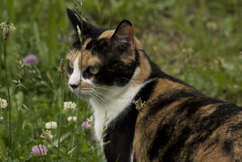 Cats