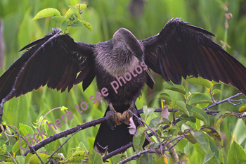 Click here to see photos of Anhingas