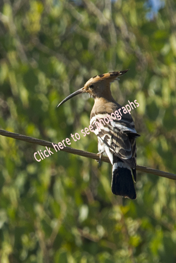 Click here to see more photographs of the Eurasian Hoopoe