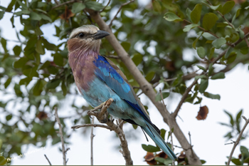 Photographs of Coraciiformes aka Colorful Birds