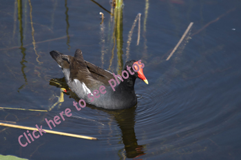 Click here to see photographs of the Common Gallinule and the Purple Gallinule