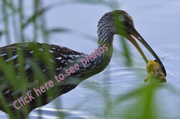 Click here to see photographs from the Limpkin Gallery of birds