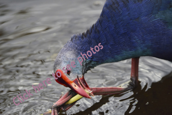 Click here to see images of Swamphen