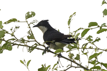 Photographs of Pied Cuckoo