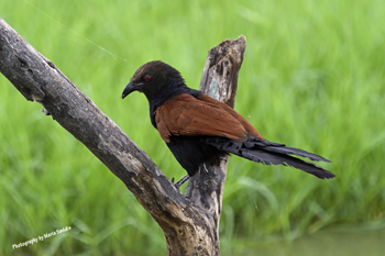 Photographs of Greater Coucal