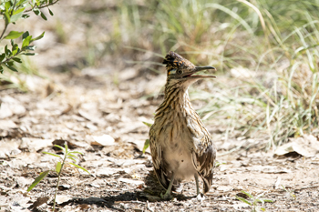 Photographs of Great Roadrunners