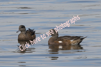 Click here to see photographs of the Wigeon species of duck.
