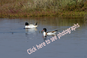 Click here to see photographs of the Common Shelduck