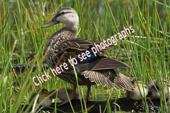 Click here to see photographs of Mottled Duck