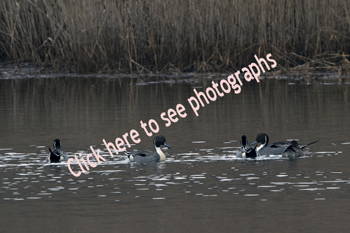 Click here to see photographs of various species of pintail duck