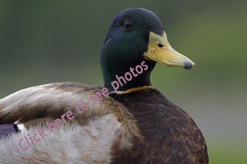 Click here to see photographs of Mallard Ducks