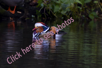 Click here to see Mandarin Duck photos