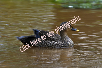 Click here to see photographs of Spot-billed Ducks