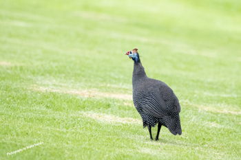Photographs of Guineafowl