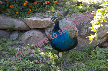 Photographs of Peafowl