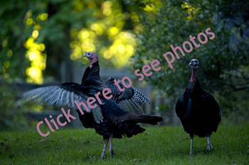 Photographs of Turkeys