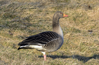 Click here to see photographs of Grelylag Geese in the Wild