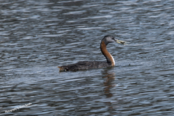 Click here to see photographs of the Great Grebe by Maria Savidis