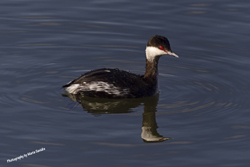 Click here to see more photographs of the Horned Grebe by Maria Savidis