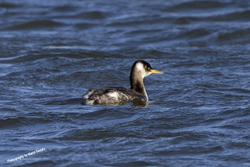 Click here to see photographs of the Red-necked Grebe by Maria Savidis