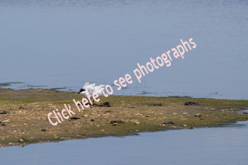 Click here to see photos of the Gull-billed Tern