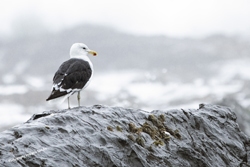 Click here to see photos of the Cape Kelp Gull of South Africa