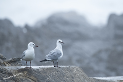 Click here to see photographs of the Hartlaub Gull