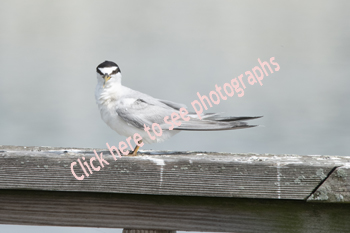 Click here to see photographs of the Least Tern