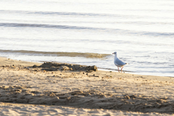 Click here to see photos of the Brown-hooded Gull