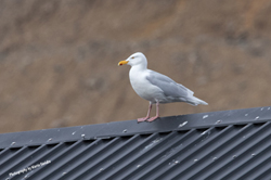 Click here to see photos of the Glaucous Gull