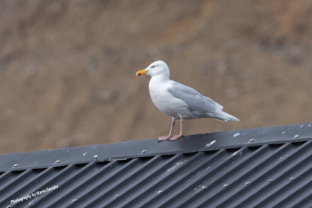 Photographs of Laridae Group or Birds which includes Gulls, Terns, and Skimmer