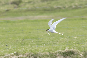 Click here to see photos of the Arctic Tern