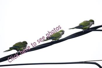 Click here to see images of Parakeet birds