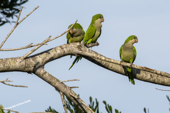 Photographs of Psittacopasserae or Parrots