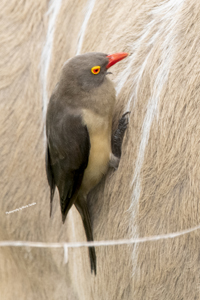 Click here to see photographs of the Buphagidae Familiy of birds which includes the oxpecker