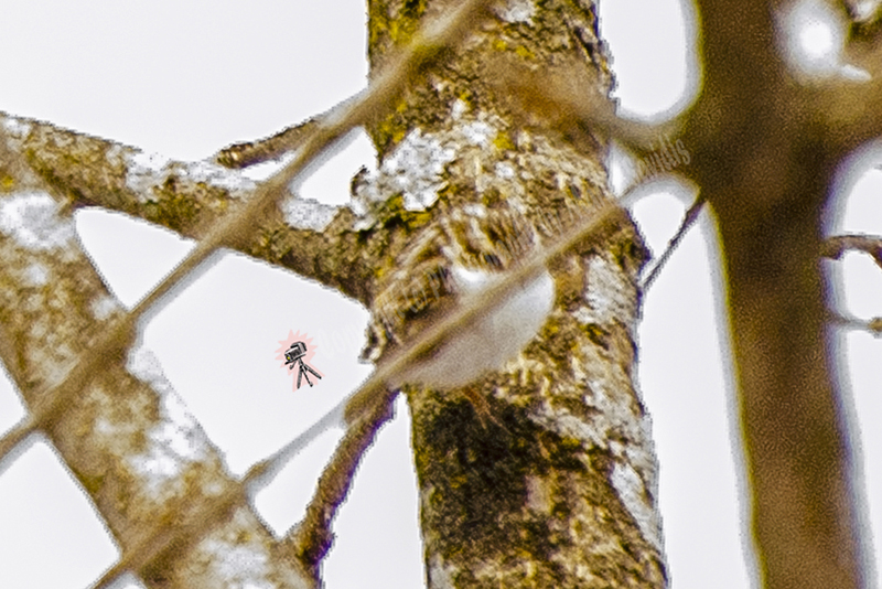 Brown Creeper