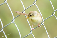 Click here to see photographs of the Cisticolidae family of birds which includes the Tawny-flanked Prinia