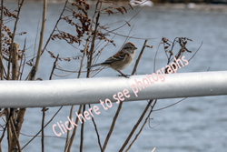 Click here to see photographs of Tree Sparrows by Maria Savidis