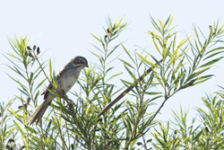 Click here to see photos of the Brewer's Sparrow