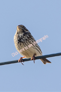 Click here to see photographs of the Corn Bunting