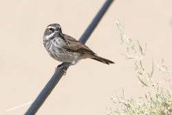Click here to see photos of Black-throated Sparrow