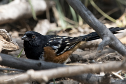 Click here to see photos of the Spotted Towhee
